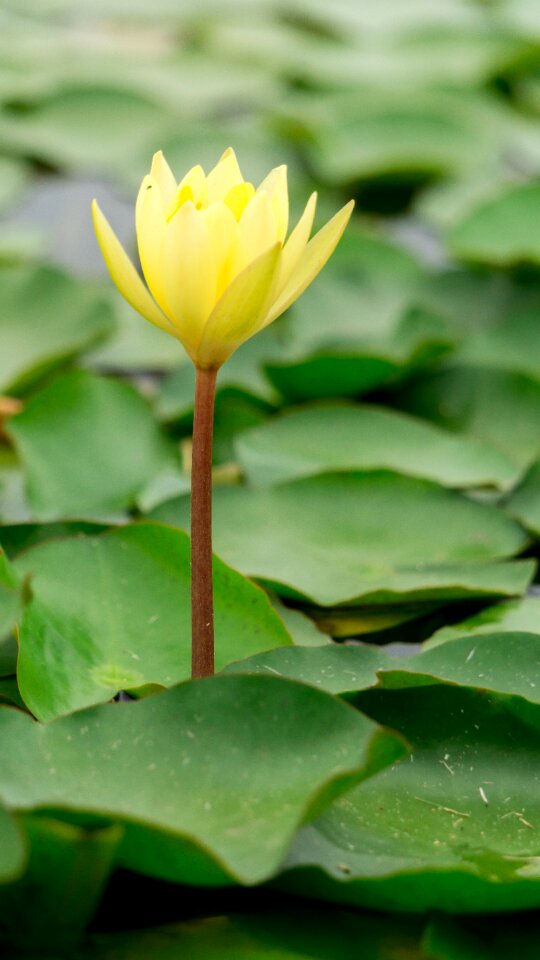Ornamental plant flower nature