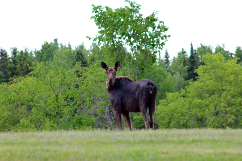 Female wildlife brown