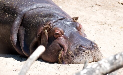 Mammal water zoo photo