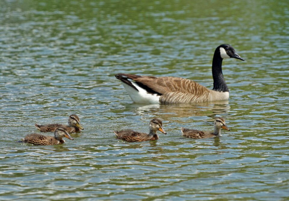 Pool lake waterfowl