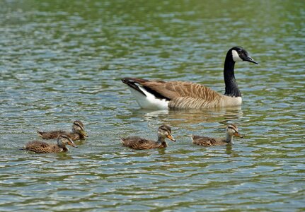 Pool lake waterfowl