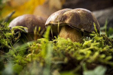 Forest mushroom nature photo