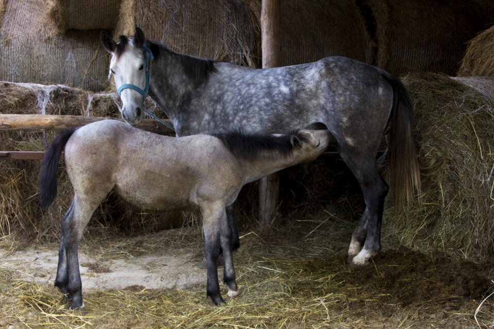Agriculture folen mare