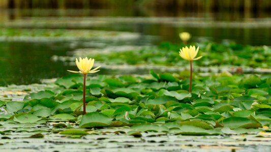 Ornamental plant flower nature