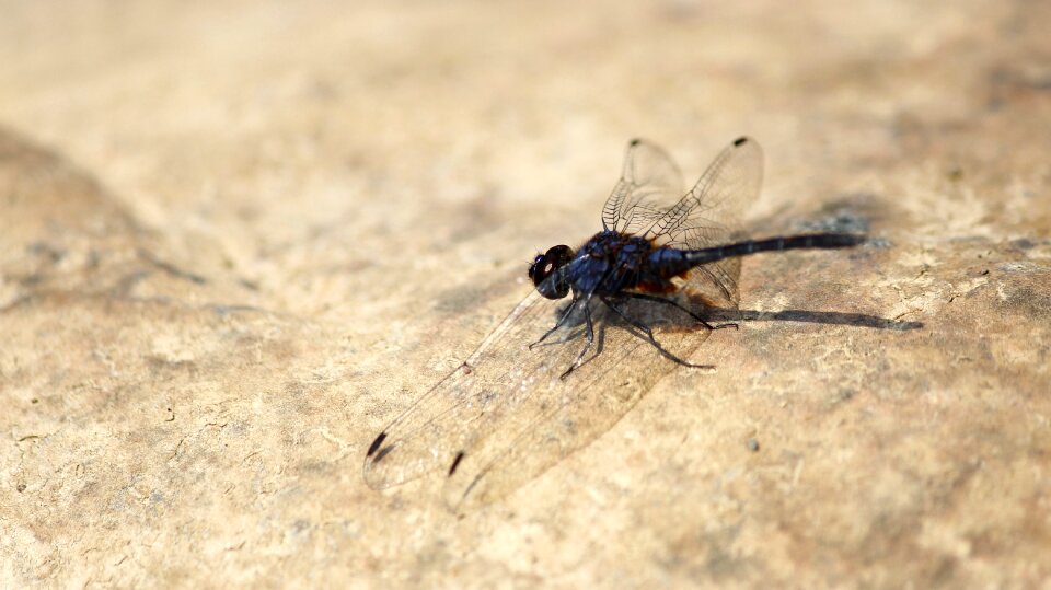 Insect dragonfly fly photo