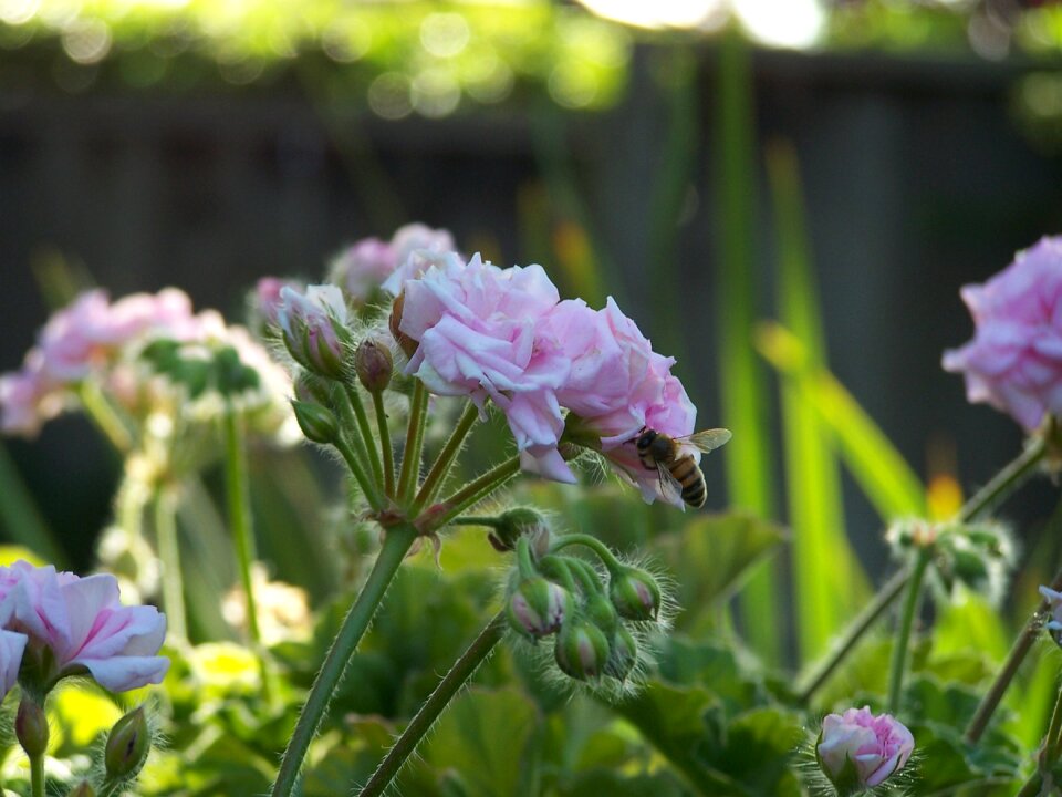 Plant insect blossom
