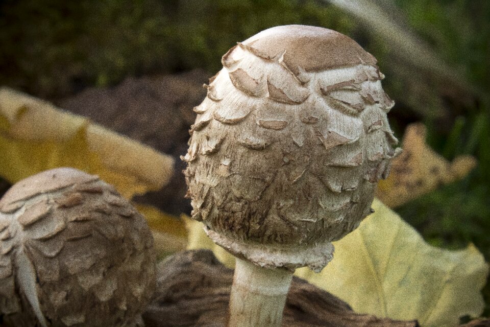 Forest mushroom nature