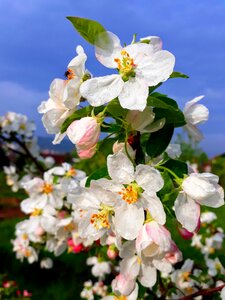 Blossom bloom apple tree