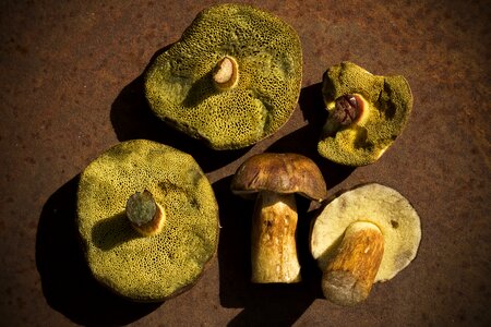 Autumn forest mushroom photo