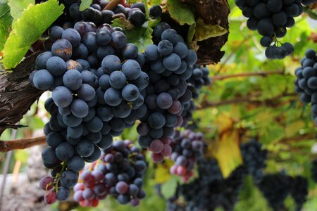 Winegrowing fruits fruit
