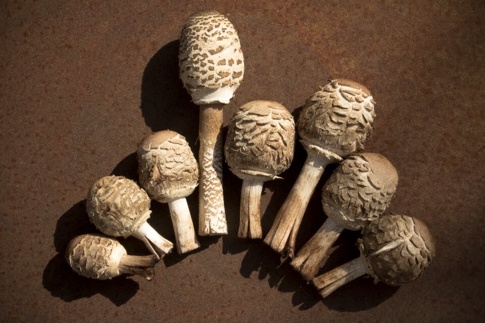 Forest nature mushroom collector