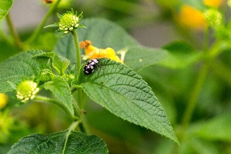 Ornamental plant flower nature