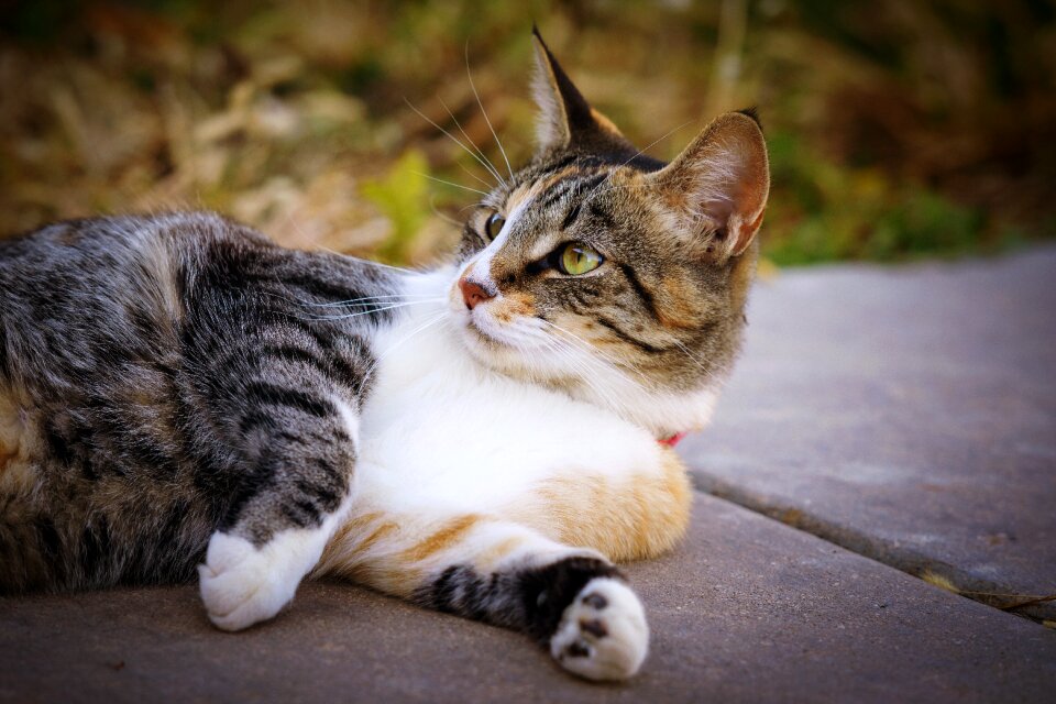 Nature fur cute
