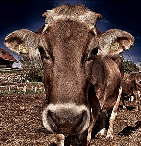 Fisheye hoofed animals good aiderbichl