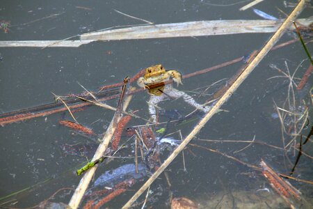 Toad migration nature amphibians
