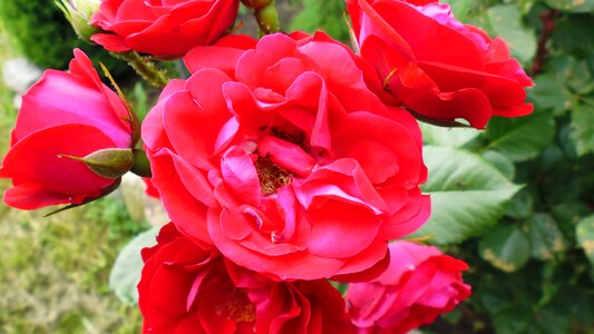 The beauty of nature colorful flowers spring