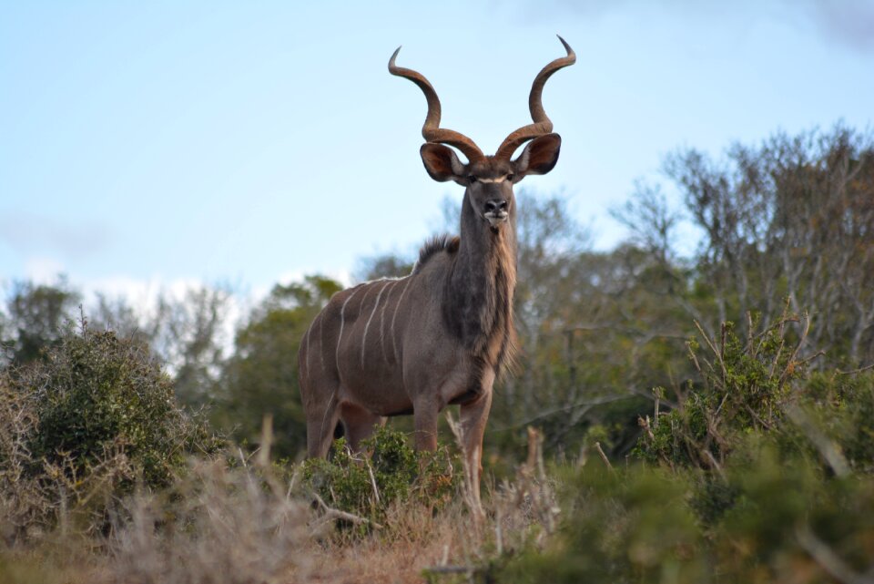 Wild animal africa wildlife nature
