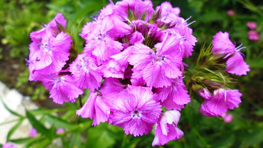 The beauty of nature colorful flowers spring
