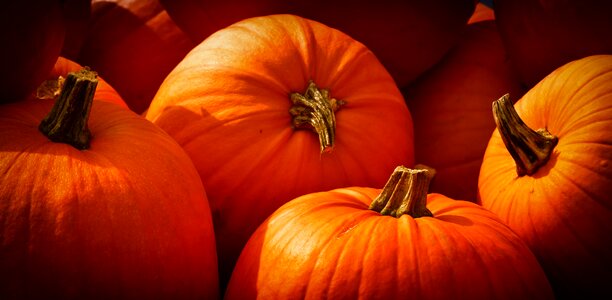 Decorative squashes harvest orange photo