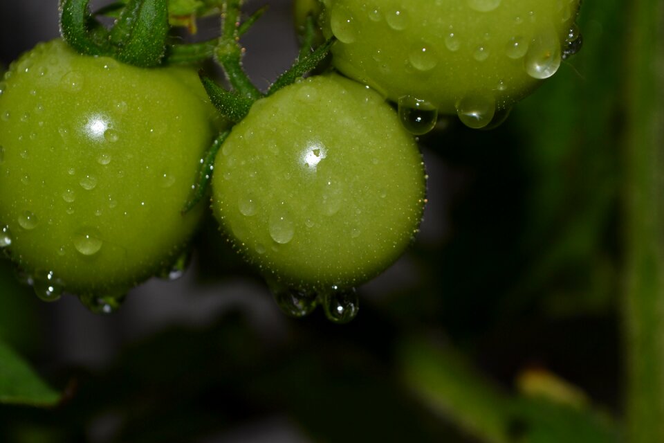 Tomatoes vegetable bio