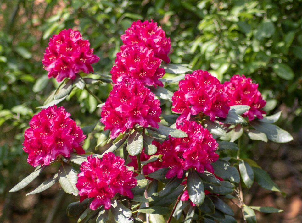 Rhododendrons spring plant