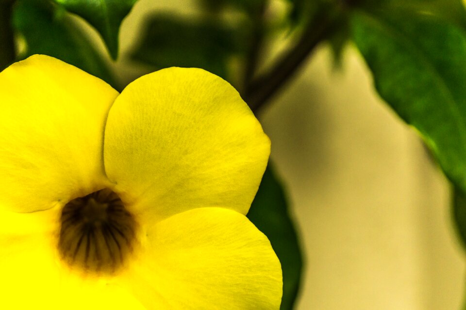 Ornamental plant flower nature