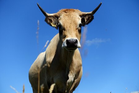Fields livestock ruminant