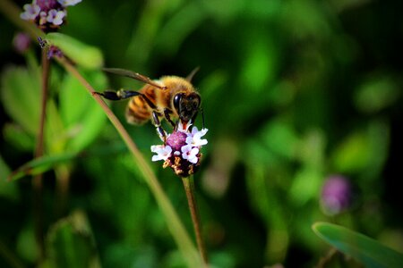 Insects flower honey photo