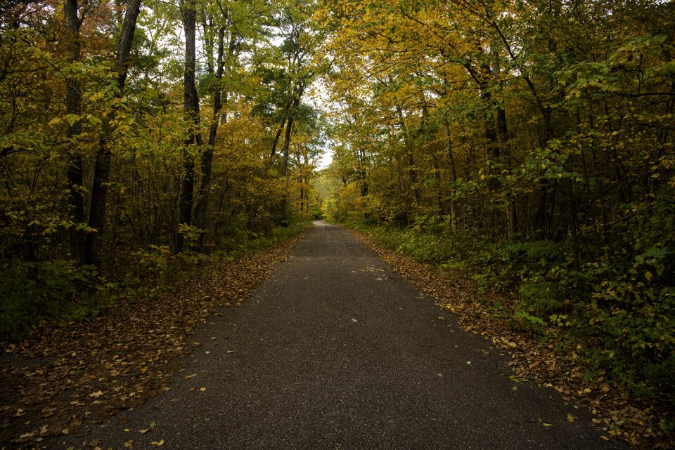 Foilage leaves nature