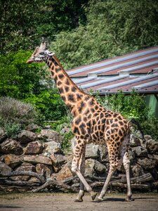 Fauna giraffe Free photos