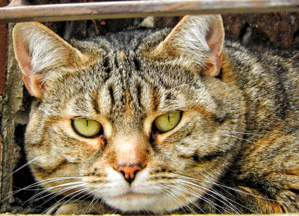 Kitty cute looking