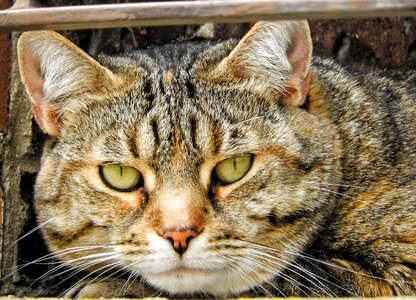 Kitty cute looking