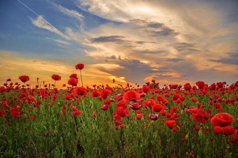 Wildflower poppies nature