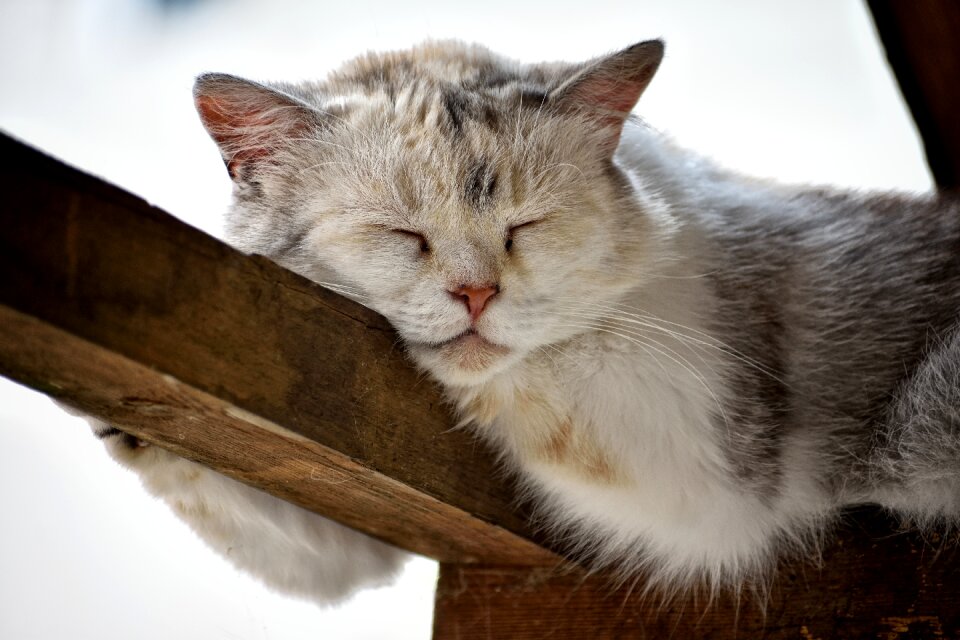 Animal dormant peace