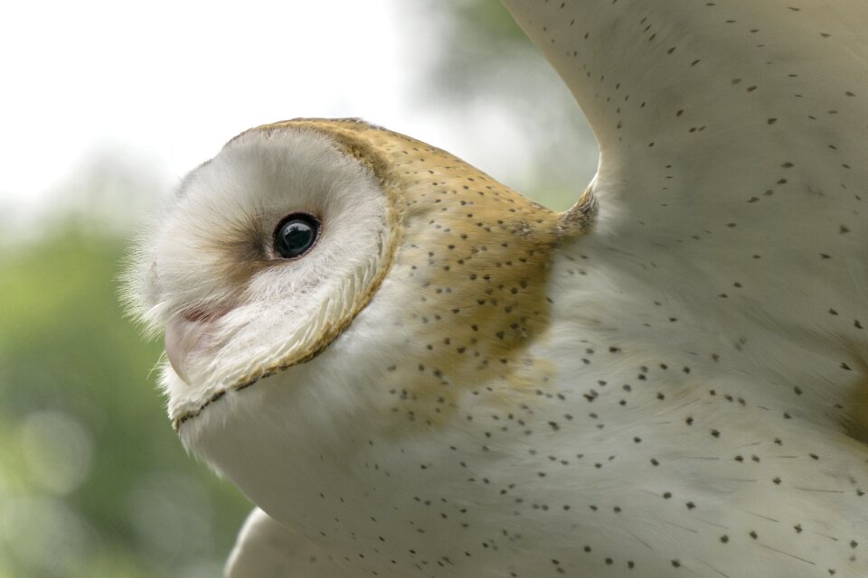 Flying bird preying