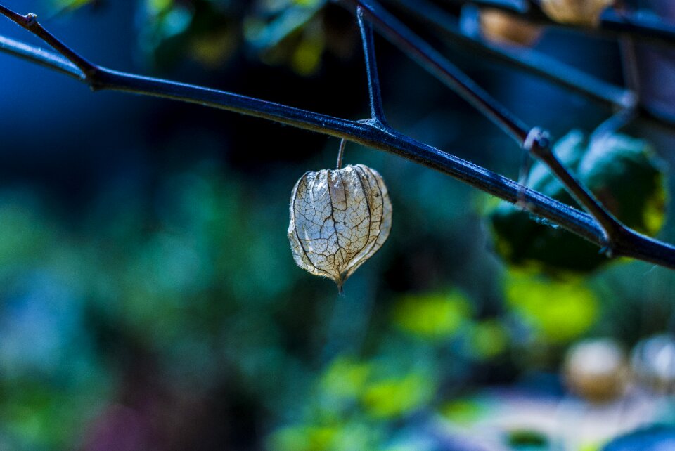 Dried fruit artistic landscape