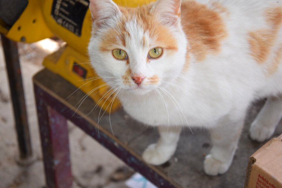Animals portrait pets