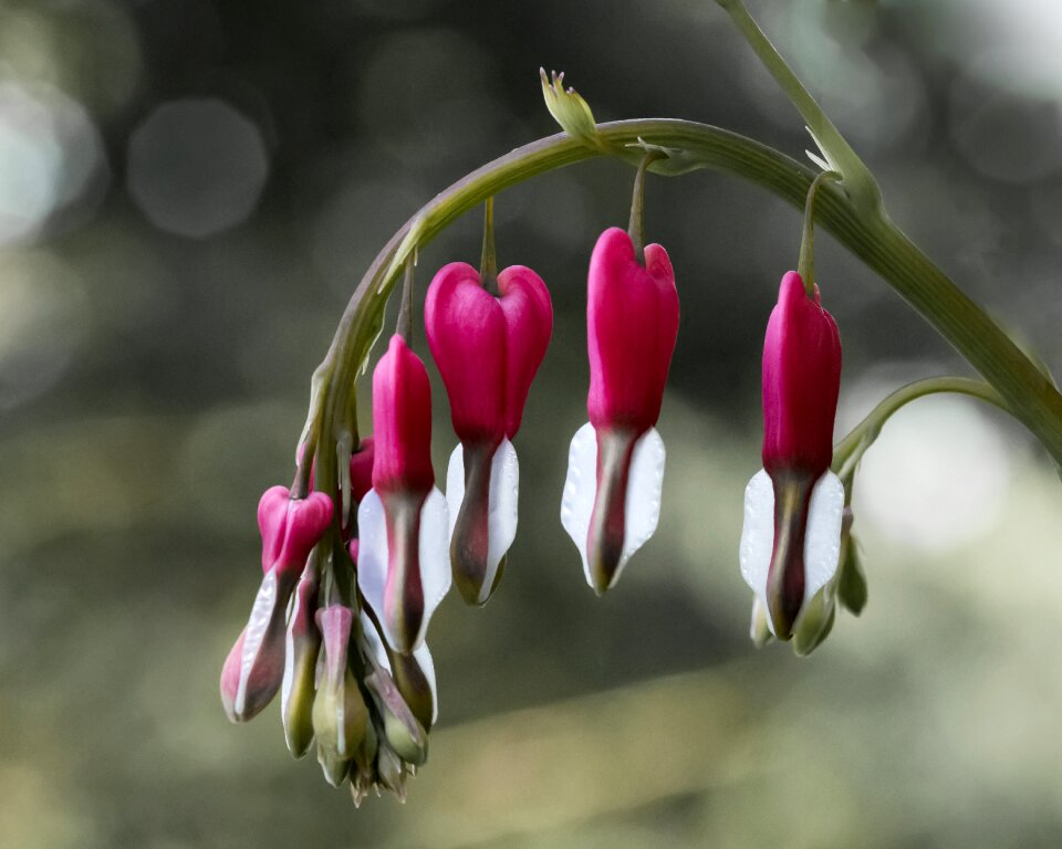 Spring heart nature