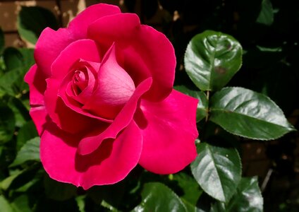 Fragrant garden nature