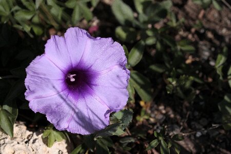 Leaf flowering garden