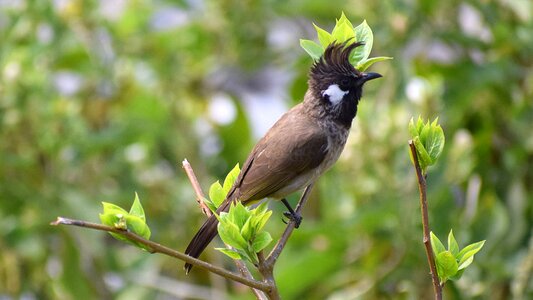 Nature wildlife branch photo