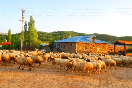 Village herd animal photo