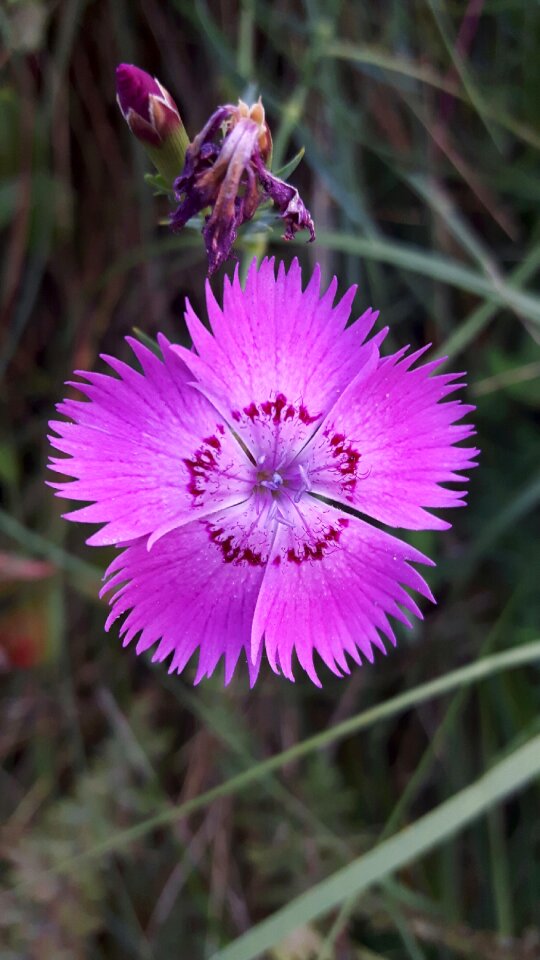 Flower pink nature