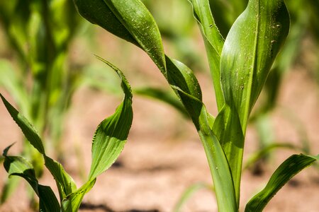 Food cereals corn kernels