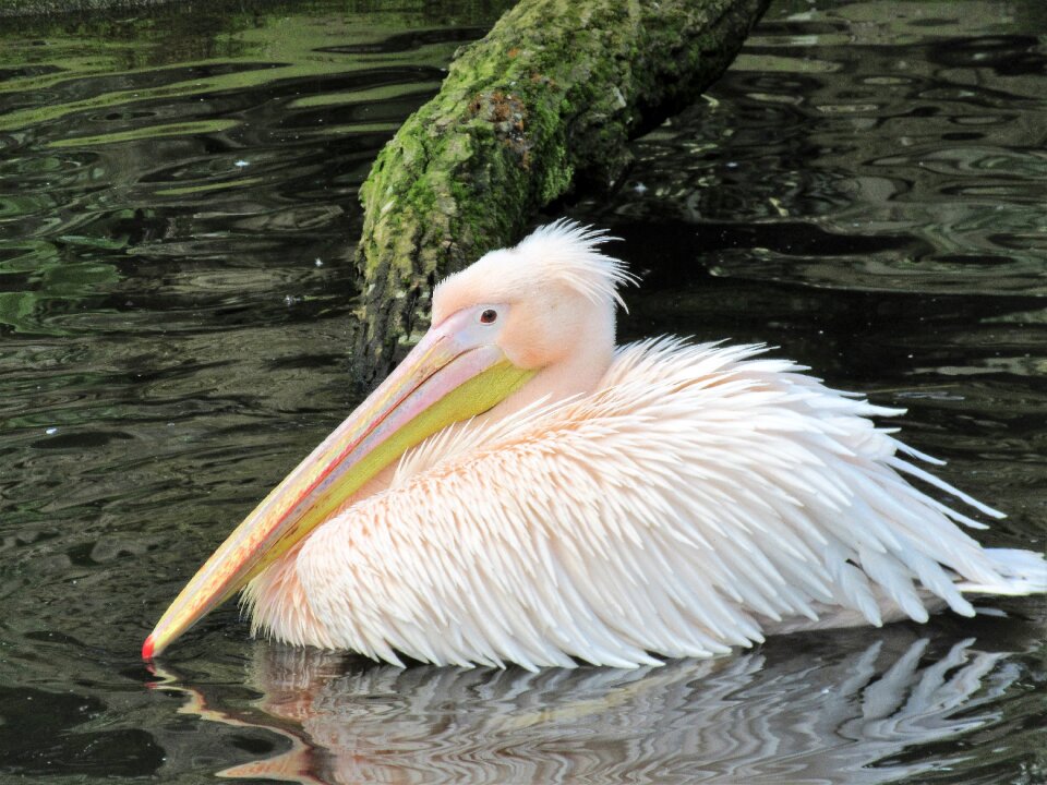 Wildlife water beak