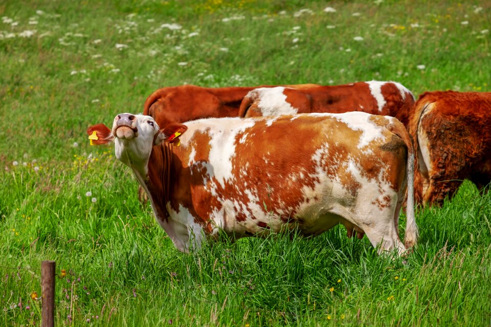 Agriculture milk cow spotted