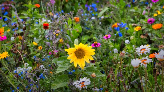 Wildflowers flora background photo