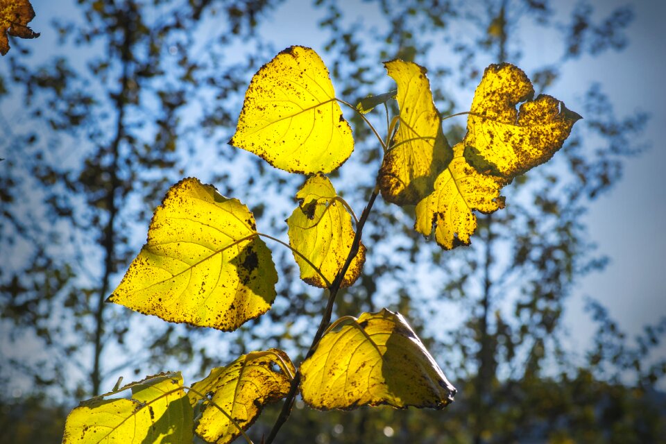 Forest tree season