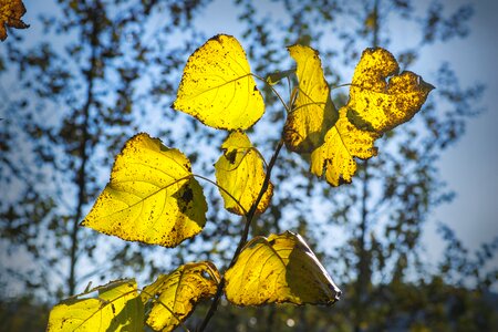 Forest tree season photo