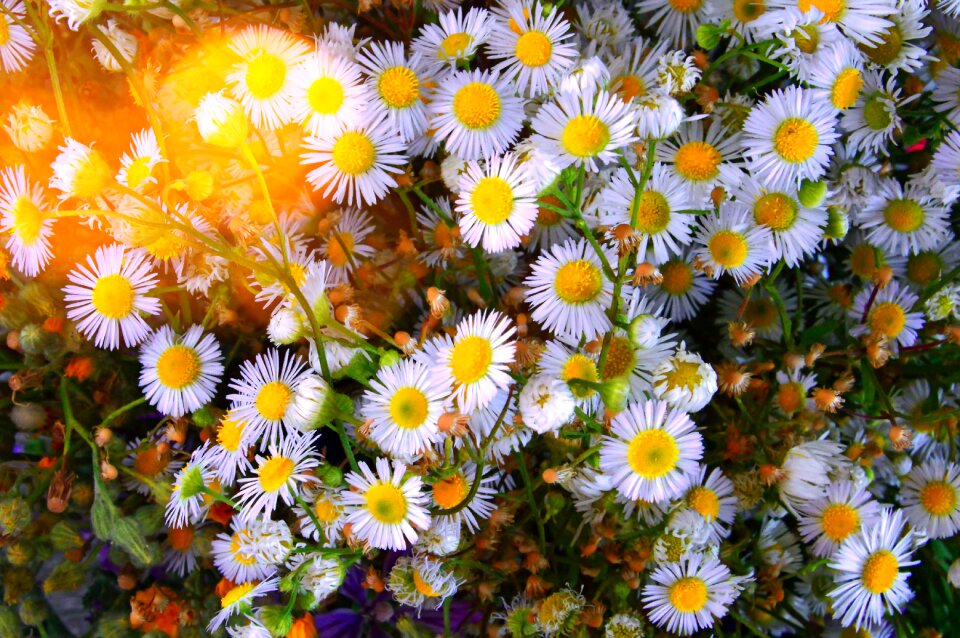 Nature color bouquet